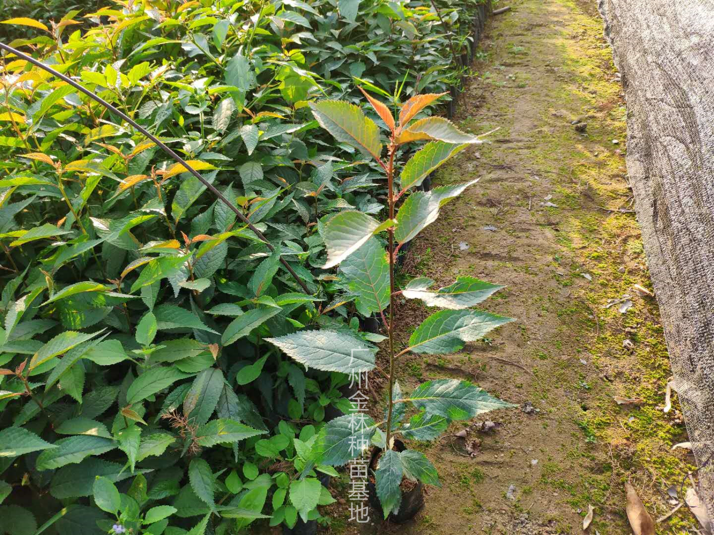 冬樱花云南樱花山樱花苗图片