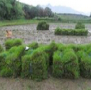 台湾草 台湾草生产厂家 台湾草公司 台湾草电话 台湾草哪家好 台湾草供应商图片