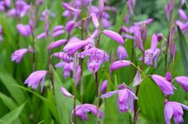 白芨种子 白芨种子报价 白芨种子批发 河南白芨种子图片