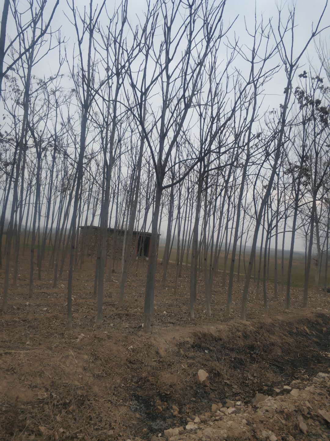 臭椿树基地 臭椿树苗 臭椿种子 大量臭椿树批发 价格便宜图片