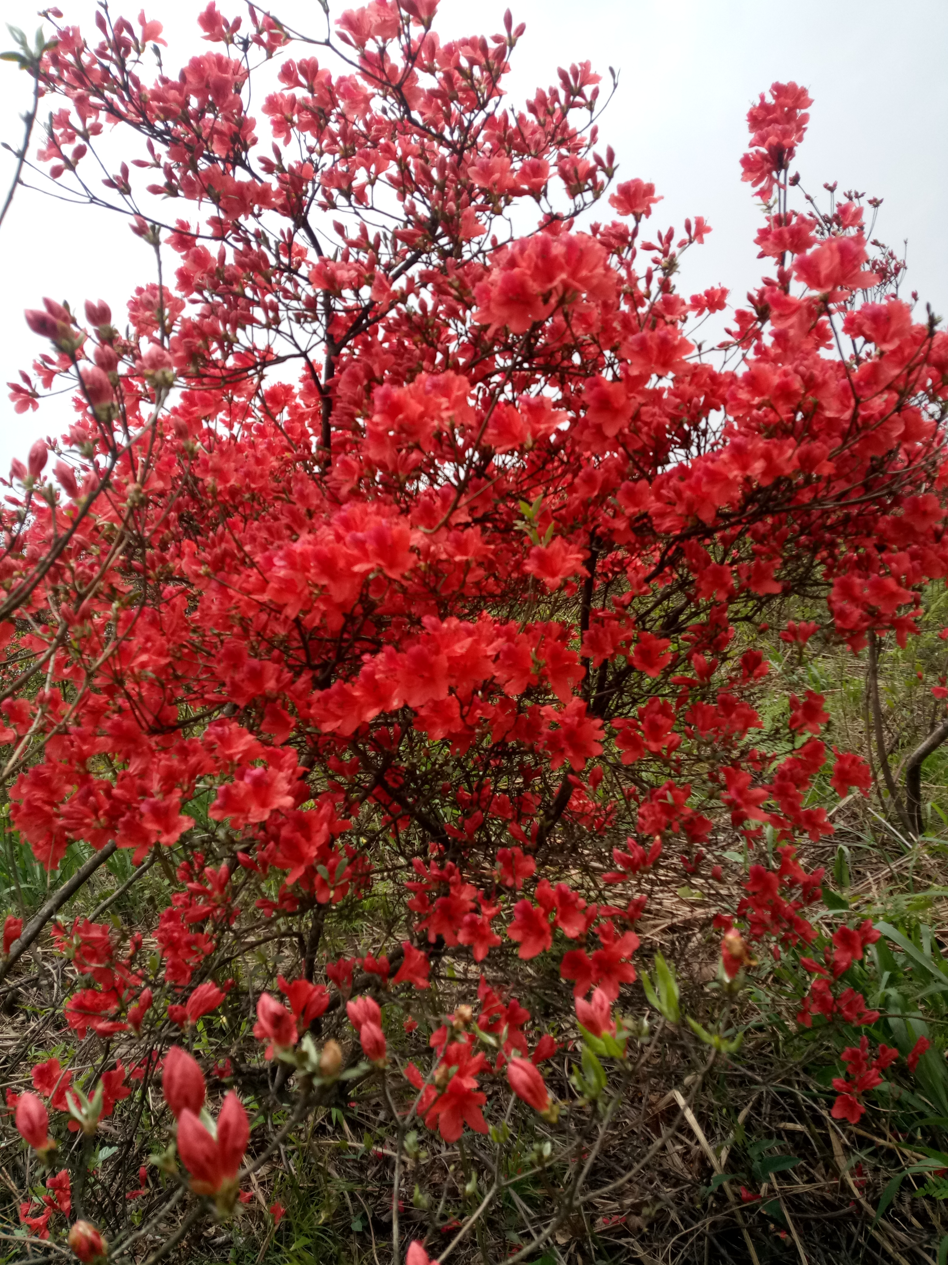 优质高山杜鹃供应基地图片