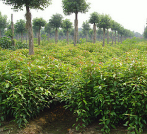 香樟树香樟树批发，香樟树种植厂家，香樟树生产基地，湖南雨花区香樟树，香樟树种植基地，香樟树直销，香樟树价格