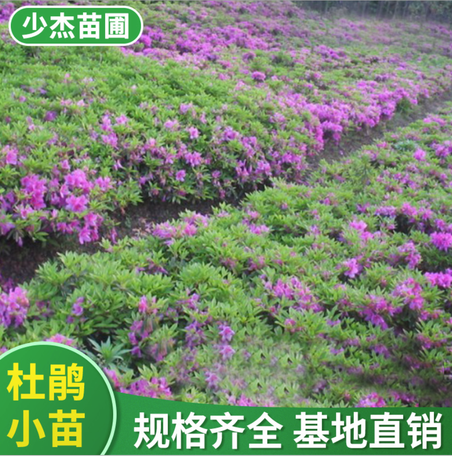 毛杜鹃种植基地，毛杜鹃厂家直销，毛杜鹃直销，毛杜鹃价格，雨花区毛杜鹃基地，长沙毛杜鹃价格