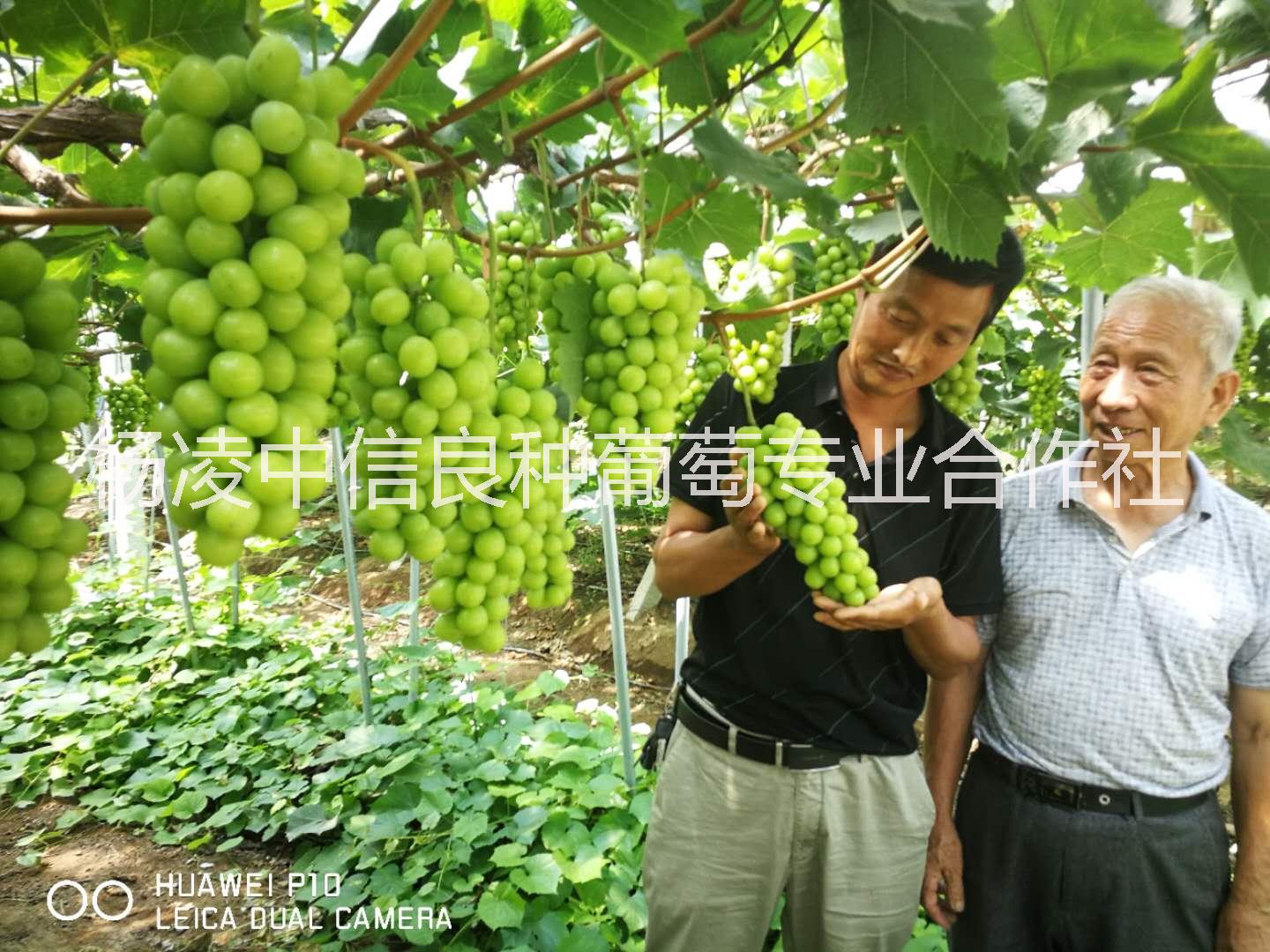 杨凌中信良种葡萄专业合作社销售部