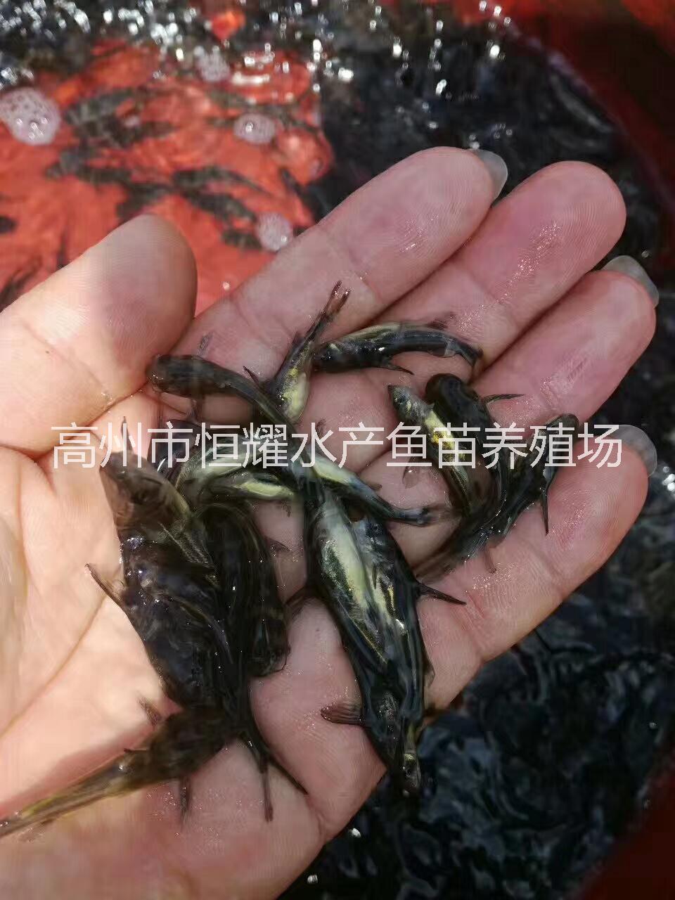 供应淡水鱼苗罗非鱼苗黄骨生鱼草鱼图片