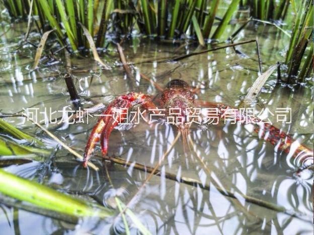 小龍蝦圖片/小龍蝦樣板圖 (1)