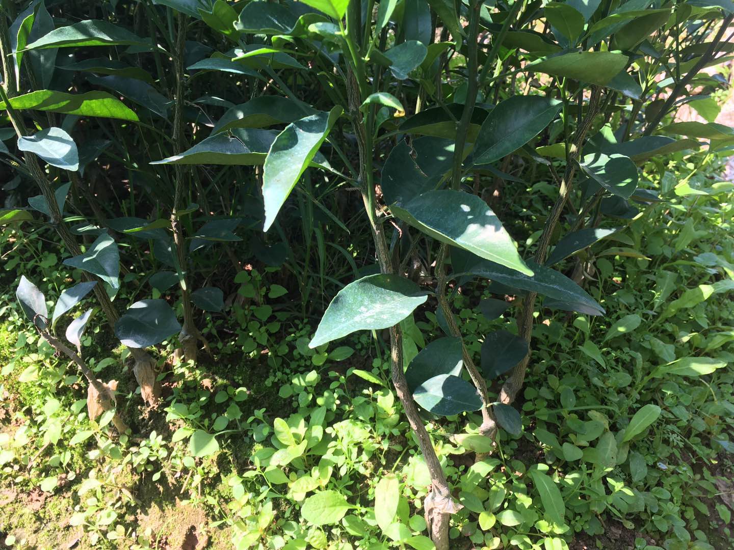 广西香橙头沃柑苗价格|广西香橙头沃柑苗供应|广西香橙头沃柑苗多少钱|广西香橙头沃柑苗哪里有图片