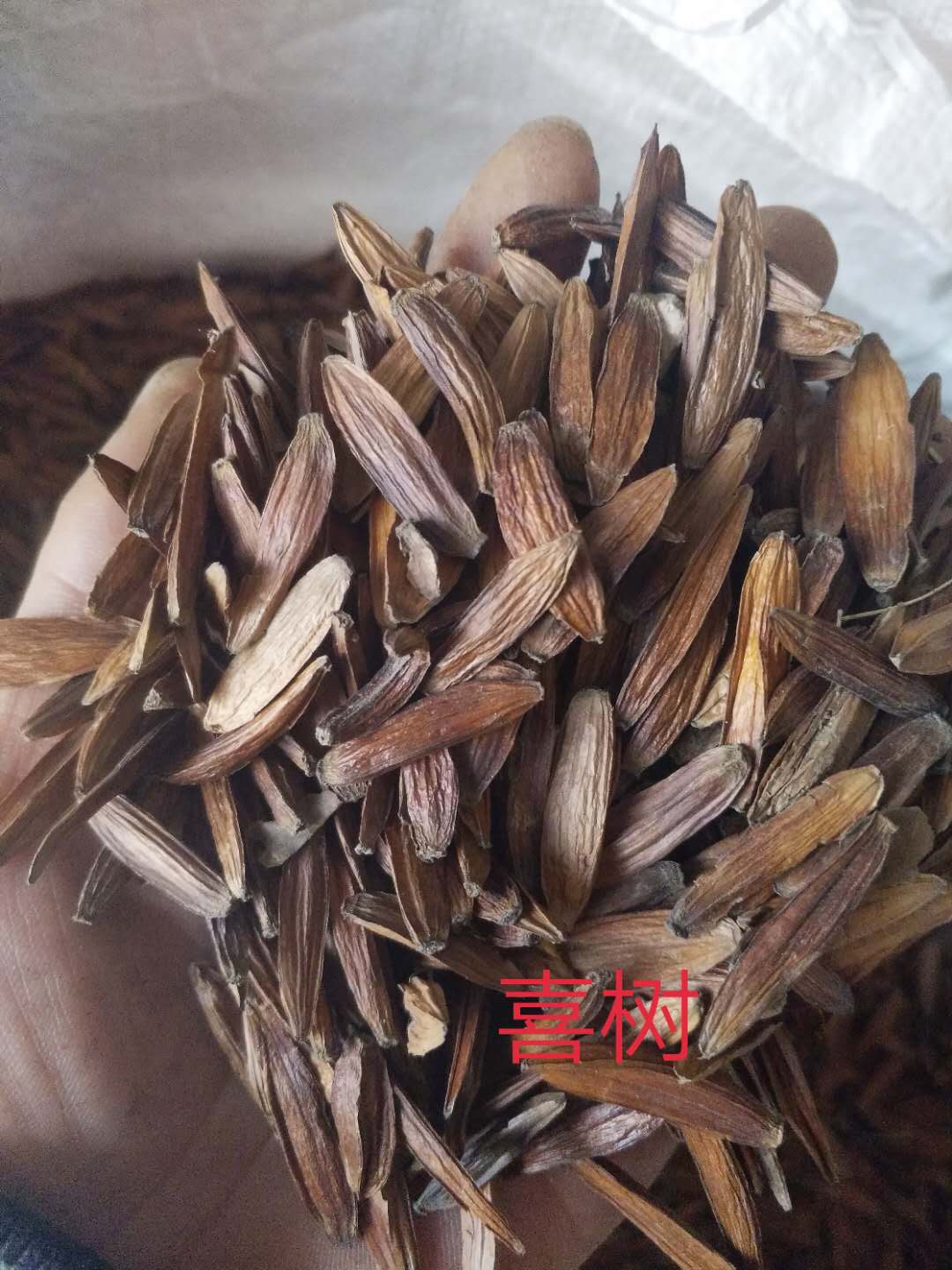 树喜-树喜种子-树喜小苗-50-80-100公分高树喜基地，厂家批发价格报价供应商图片