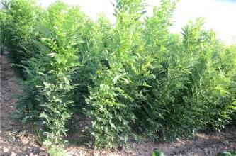 雙季槐苗圖片/雙季槐苗樣板圖 (2)