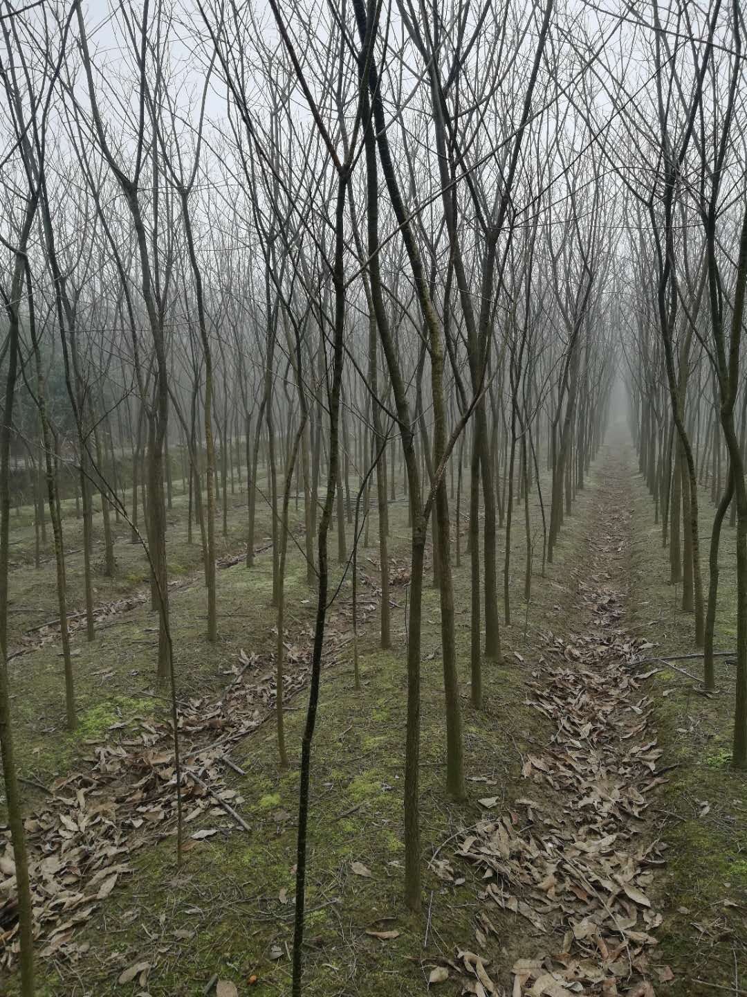 批发绿化苗木国槐小苗