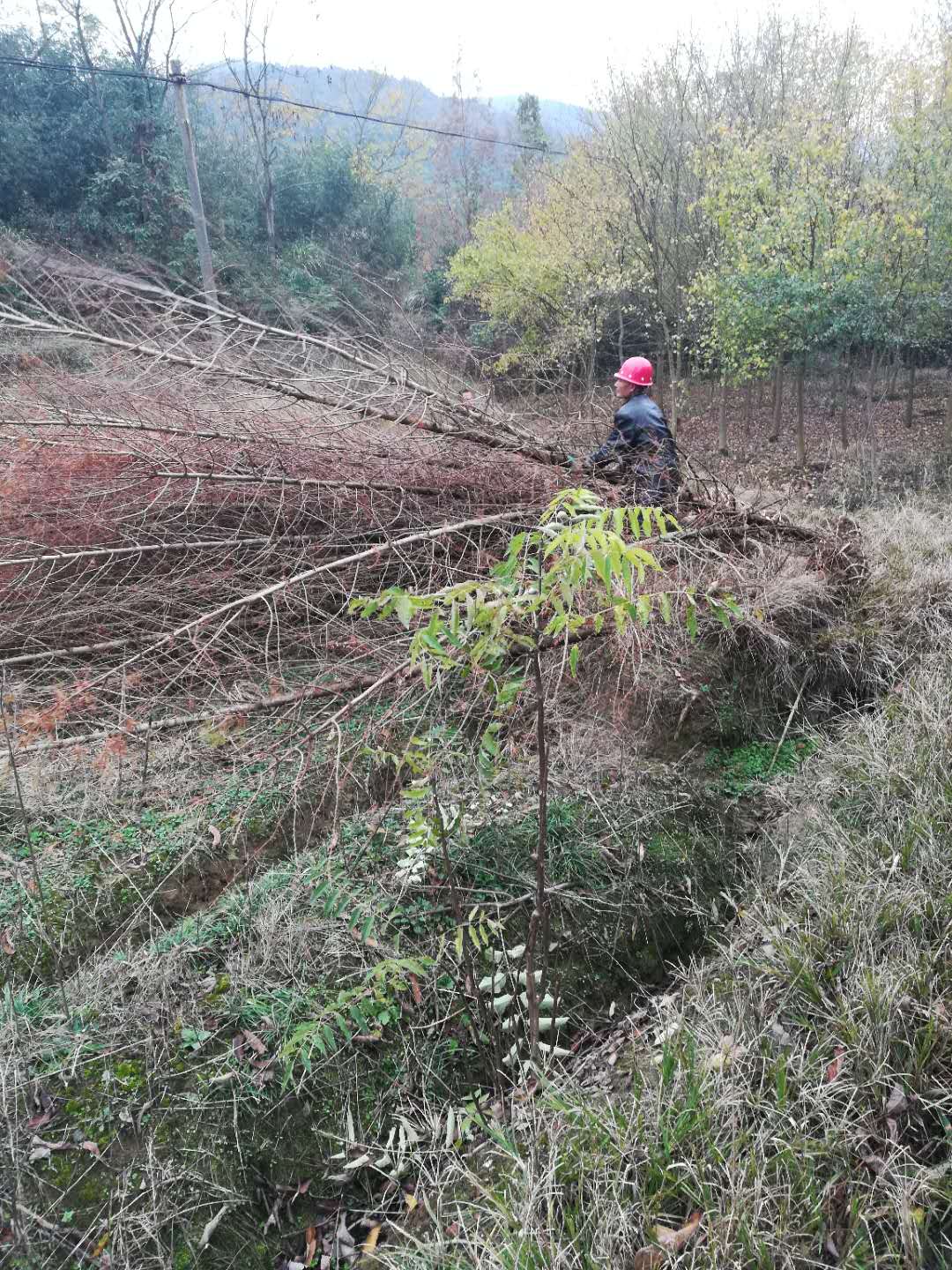 基地直销水杉小苗