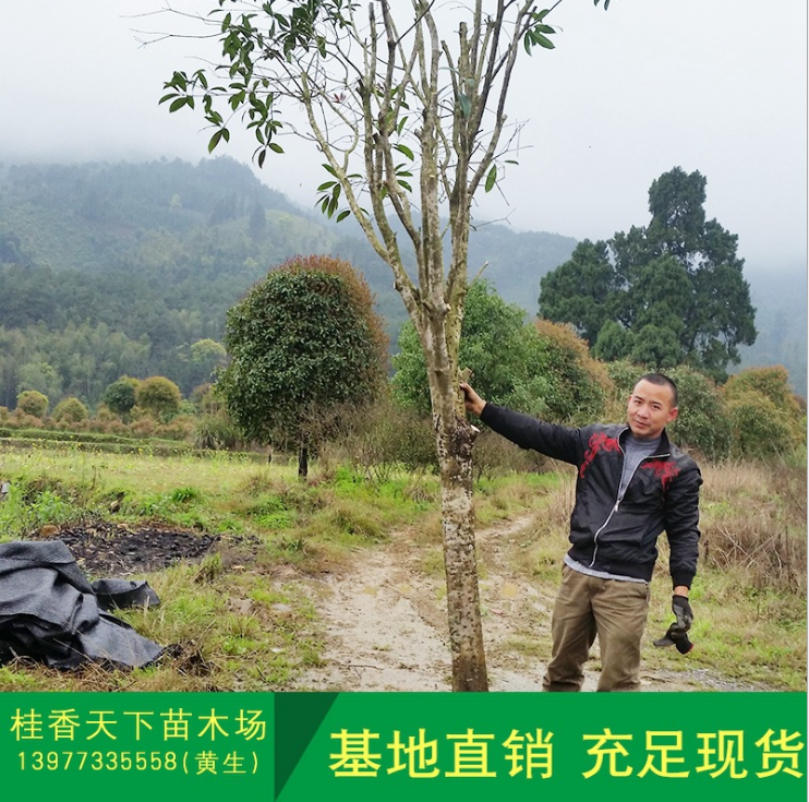 桂花树，浓香型桂花树，5公分桂花树，10公分桂花树，桂林桂花树基地，桂花树报价，桂花树基地，18公分桂花树，