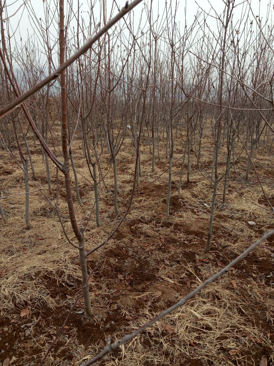 嫁接樱桃苗 樱桃苗批发 樱桃苗价格 樱桃苗基地 樱桃苗厂家图片