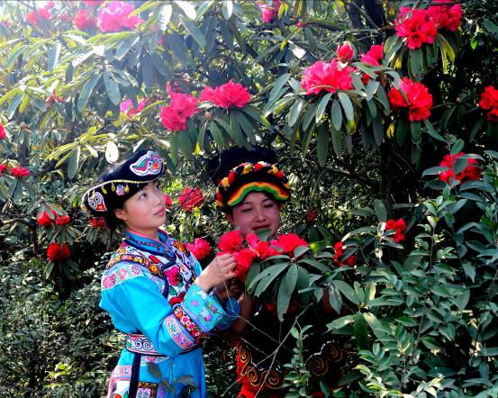 毕节百里杜鹃一日游 贵阳旅行社出图片