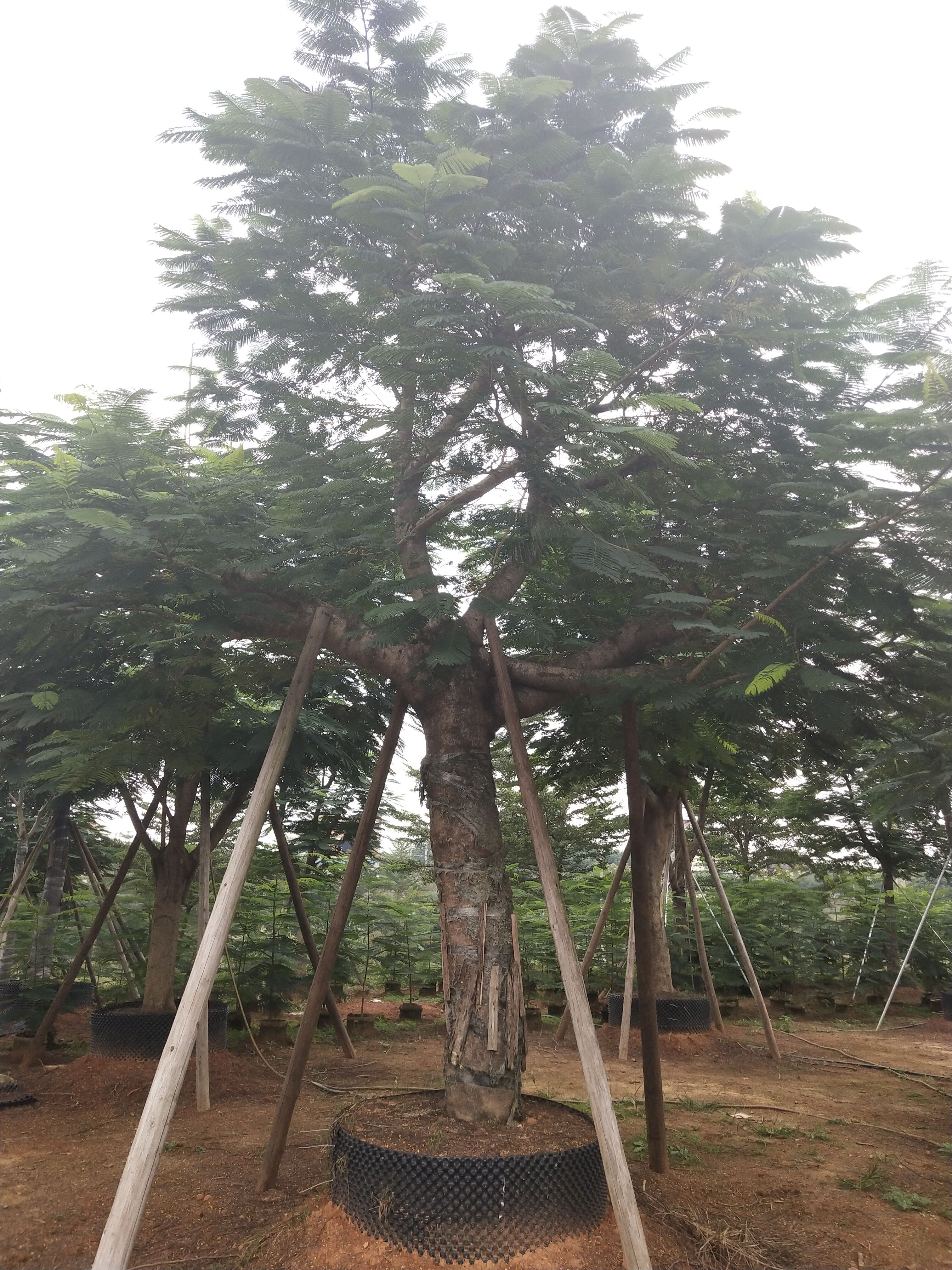 凤凰木福建漳州基地种植供应 移栽地苗 自产自销 规格齐全 凤凰木价格图片