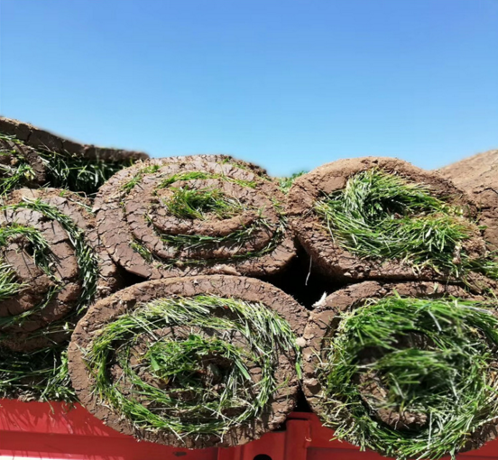 四季青草坪 河北草坪基地 石家庄草坪基地 栾城草坪基地 狗牙根草坪 黑麦草平批发 四季青草坪 四季青草坪批发