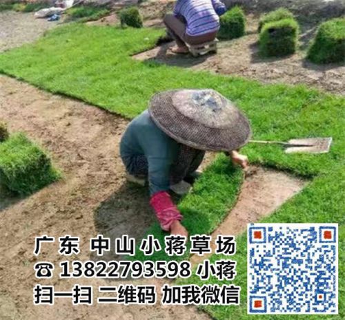 广东江门兰引三号草基地-深圳兰引三号草价格-惠州兰引三号草皮批发/厂家报价图片