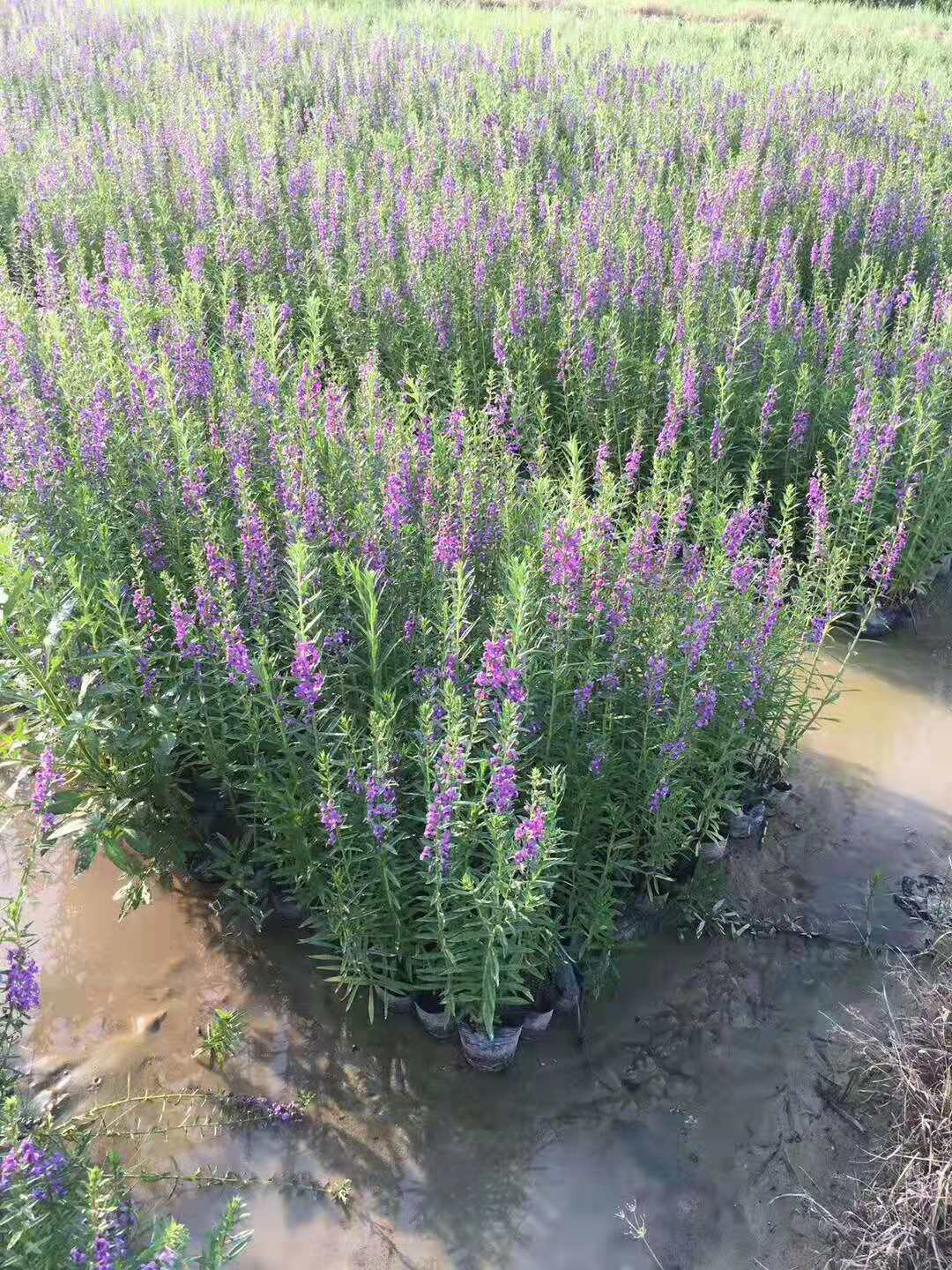 千屈菜 天使花 香彩雀 千屈菜花期 千屈菜价格 福建千屈菜供应图片