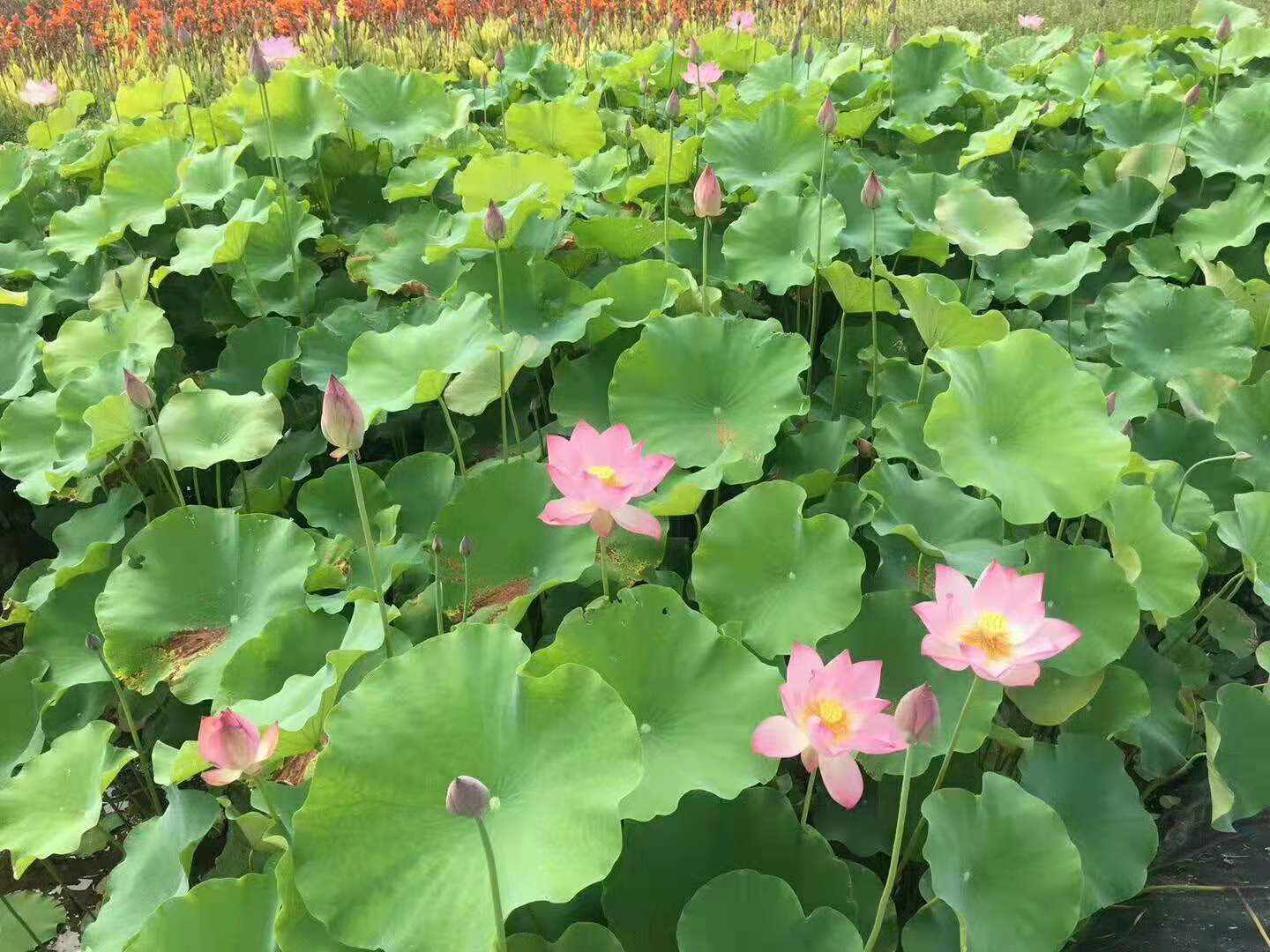 荷花种类 水生荷花 荷花种植方法 荷花品种 荷花花色 荷花价格图片