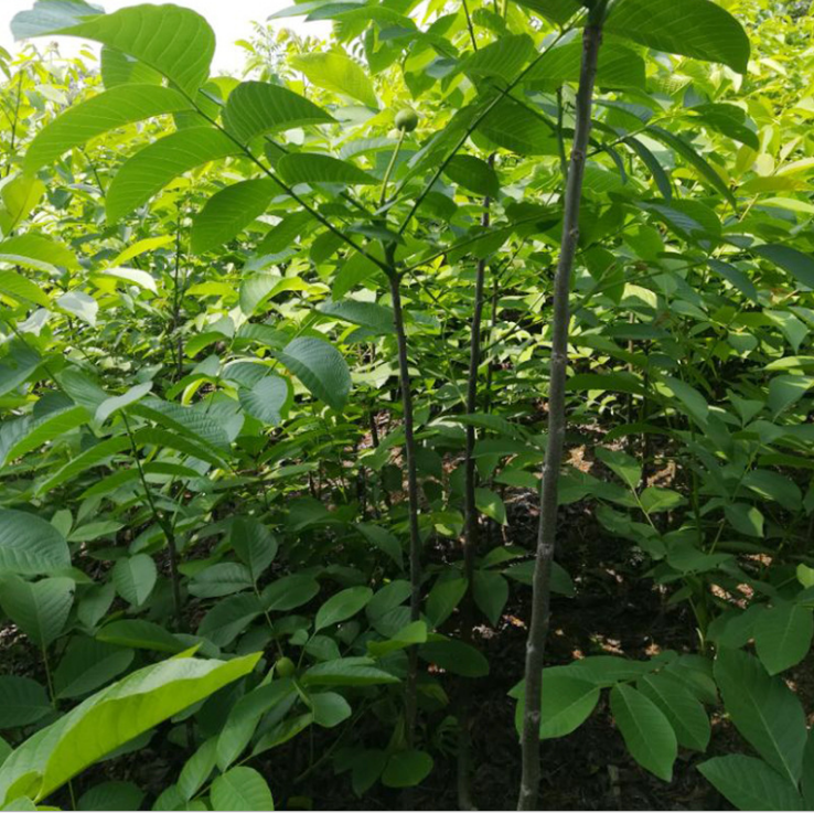 常年大量供应销售四川成都薄皮核桃苗基地地-雅安川早核桃苗/厂家批发价格图片