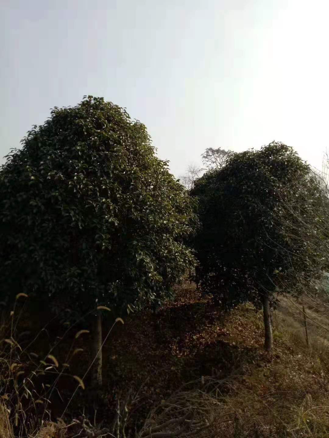 江苏南京桂花树基地直销，江苏南京10公分桂花树价格-报价，江苏南京10公分桂花树供应商图片