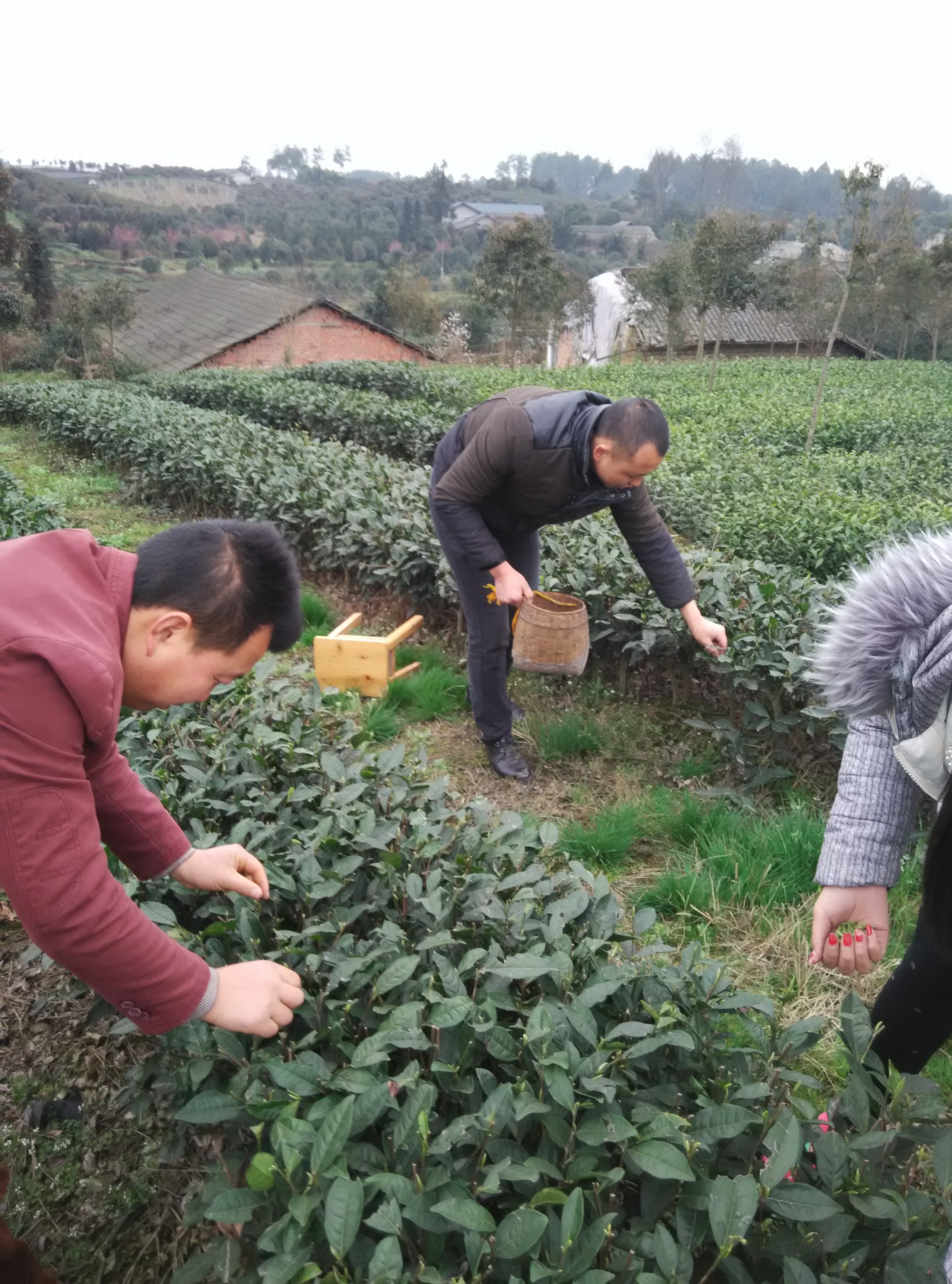 安徽茶苗基地-价格表-供应图片