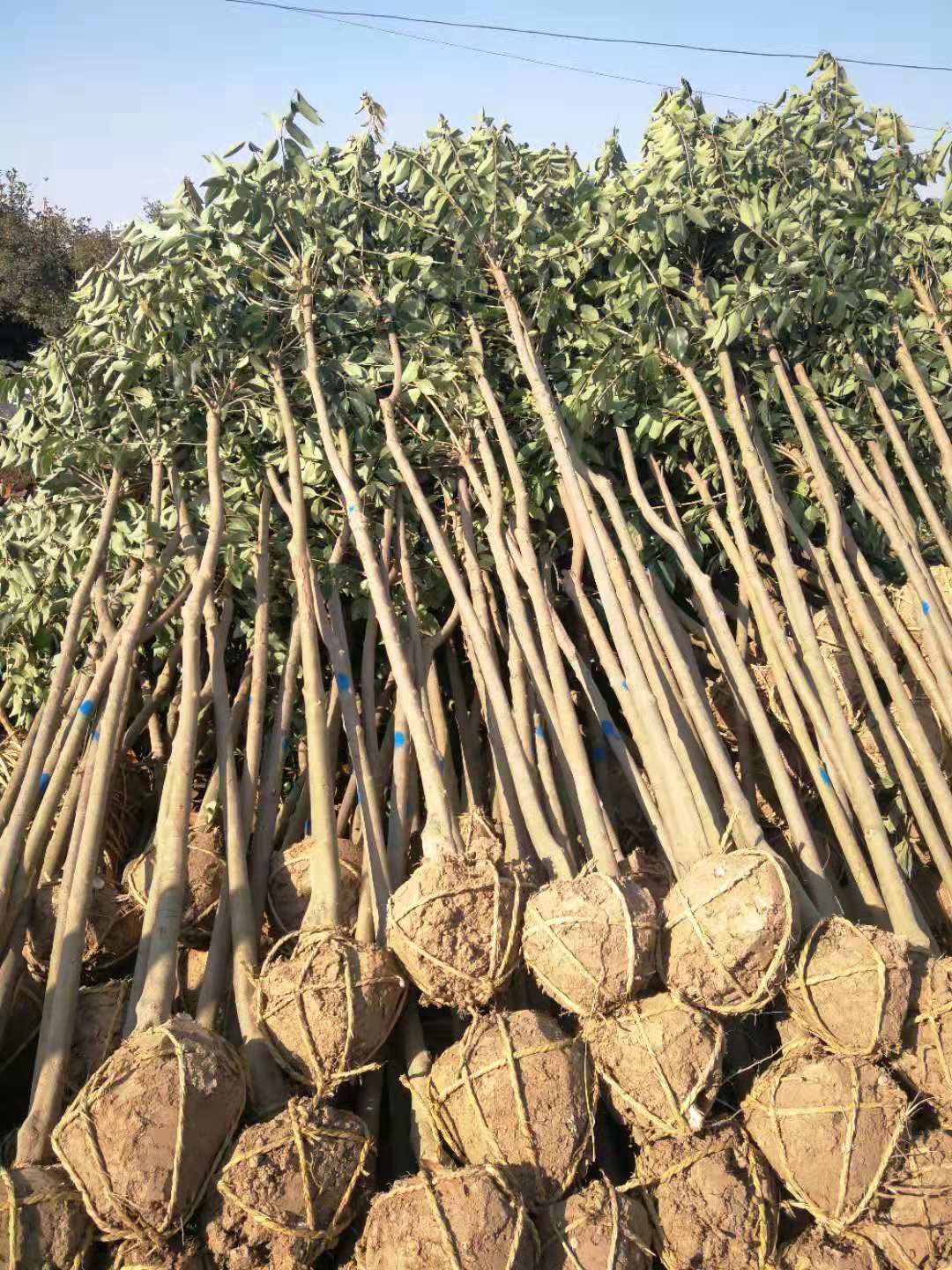 江苏南京大叶女贞种植基地，江苏南京大叶女贞苗供应商，江苏南京大叶女贞苗批发价图片