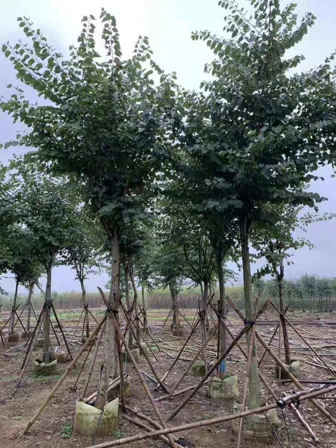 宫粉紫荆批发价格 福建宫粉紫荆培育基地 宫粉紫荆种植方法图片