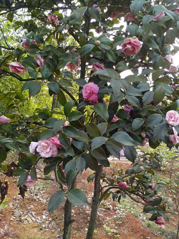 茶花树树苗 优质茶花树价格 云南茶花树基地图片