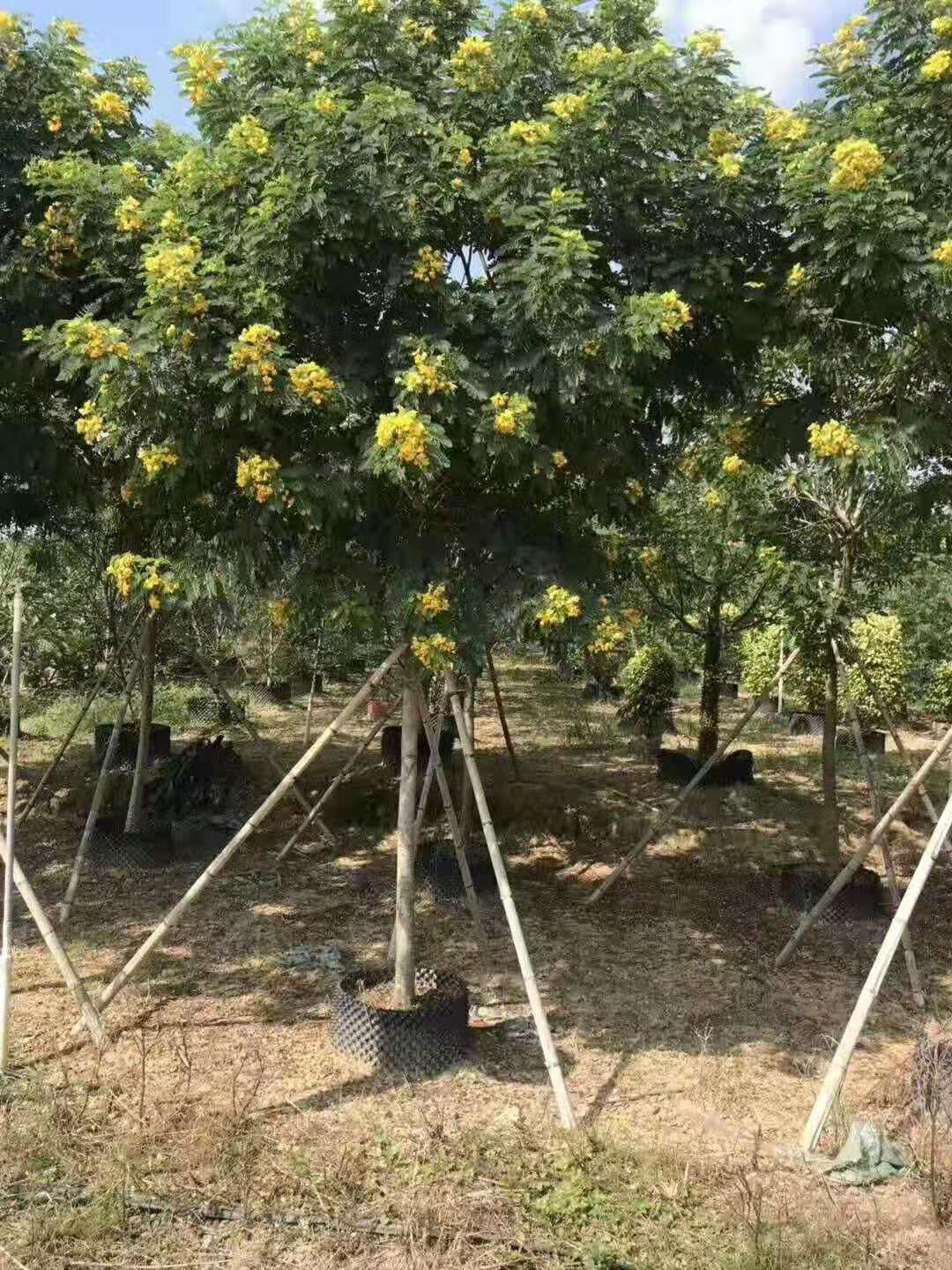 福建黄花槐批发种植基地/多少钱一棵图片