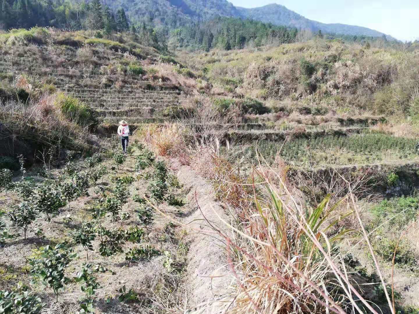 广东茶花批，香水赤单茶花，假植苗图片