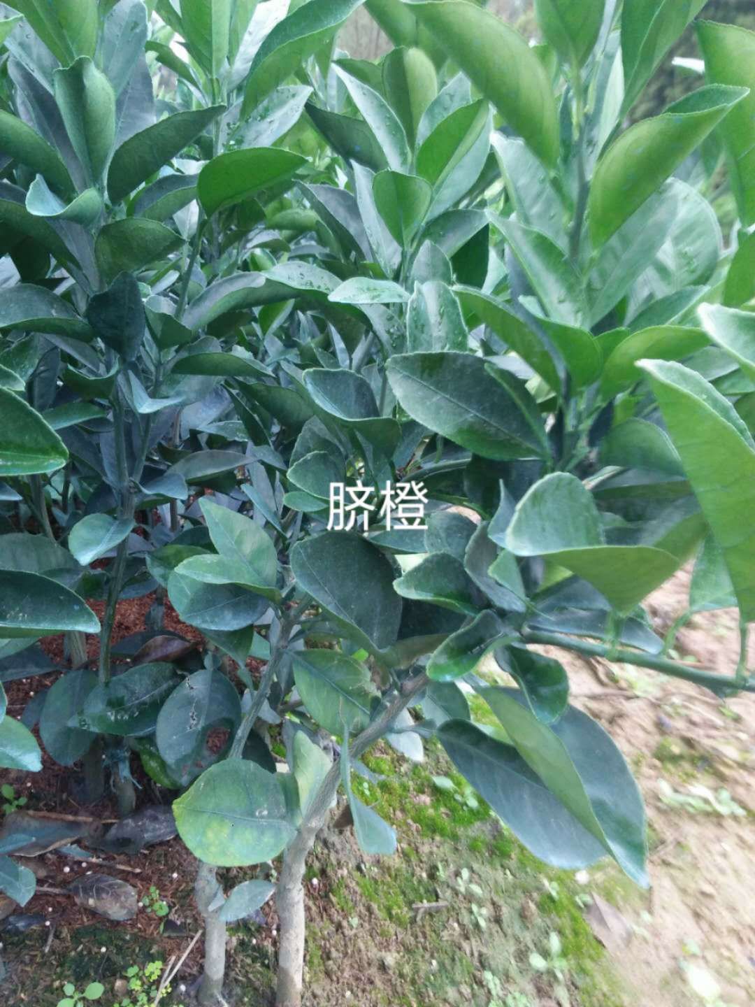 广西脐橙苗纽荷尔脐橙苗__批发价 广西脐橙苗