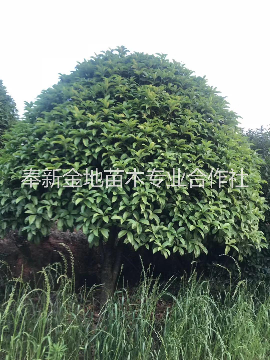 江西桂花_江西桂花种植