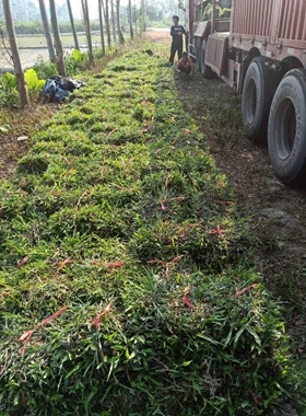 优质大叶油草批发图片