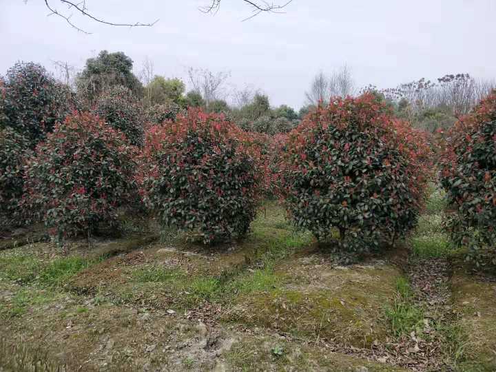 红叶石楠球采购报价 四川红叶石楠球批发厂家 红叶石楠球种植基地图片