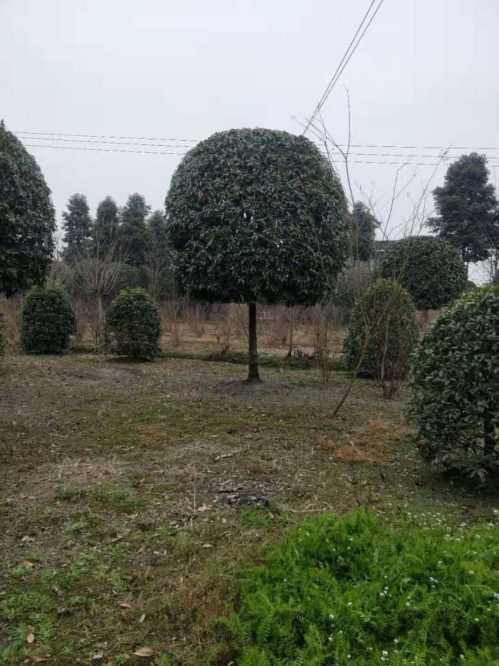 四川桂花苗批发，四川桂花苗种植基地，四川桂花苗价格