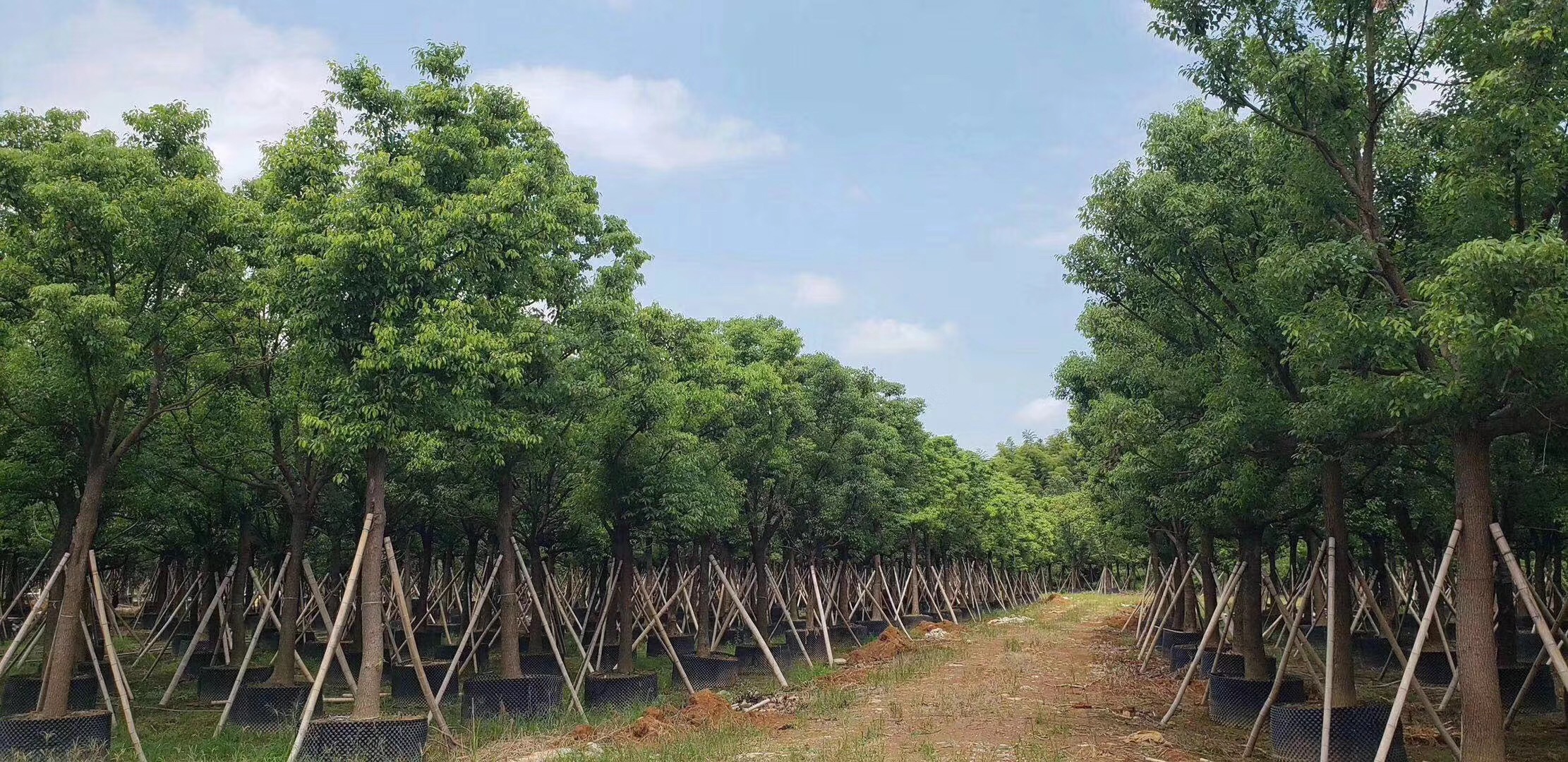 香樟树苗木基地 香樟批发价格