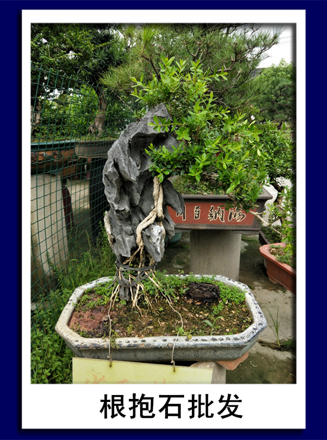 根抱石圖片/根抱石樣板圖 (4)