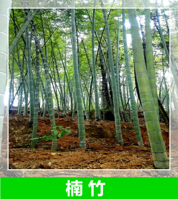 湖南郴州楠竹种植基地，湖南郴州楠竹基地直销，湖南郴州楠竹批发价/价格图片