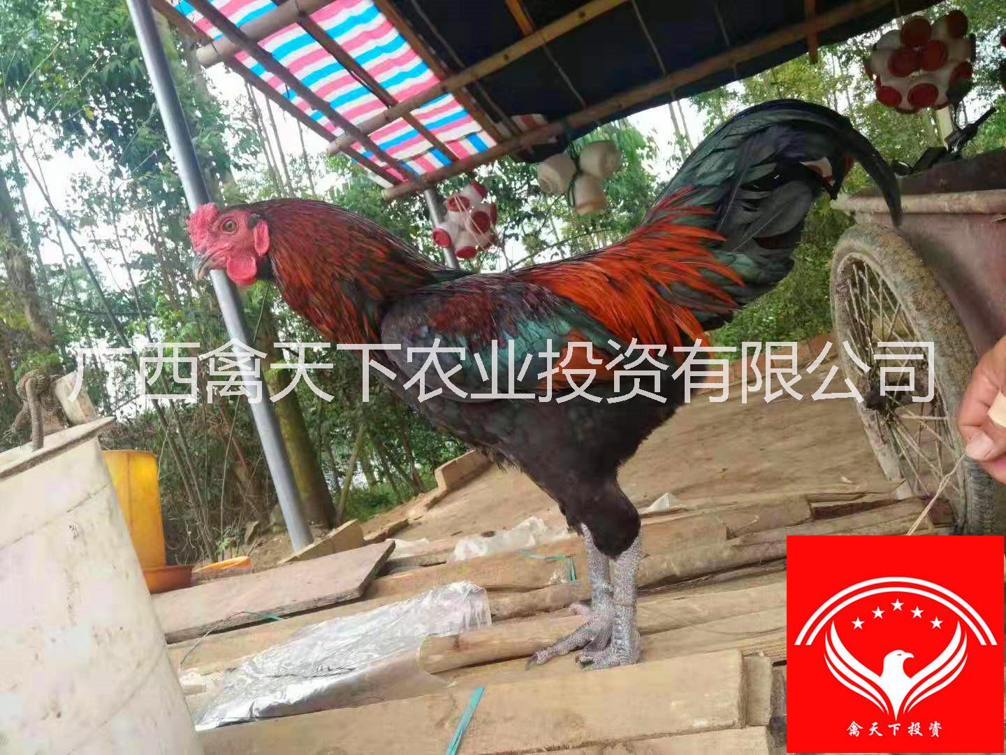 禽天下斗鸡苗禽斗壹号供应图片