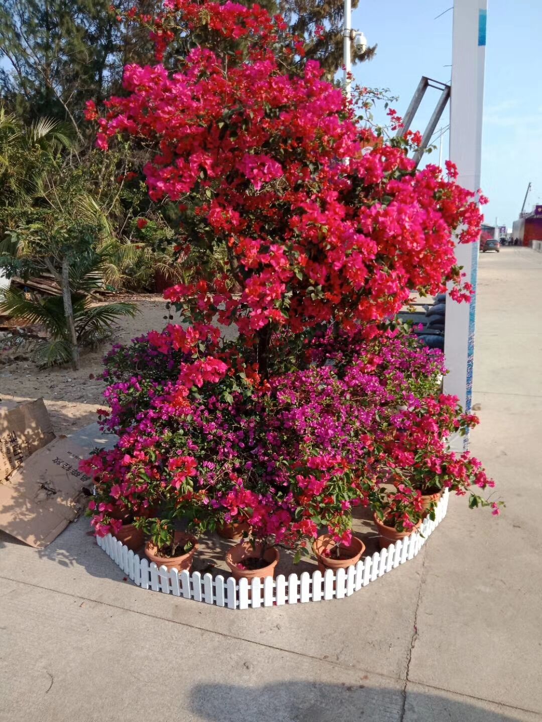 海南园林绿化-海口苗木花卉/绿化苗圃/海南三沙三角梅基地/海南海口三角梅批发/厂家