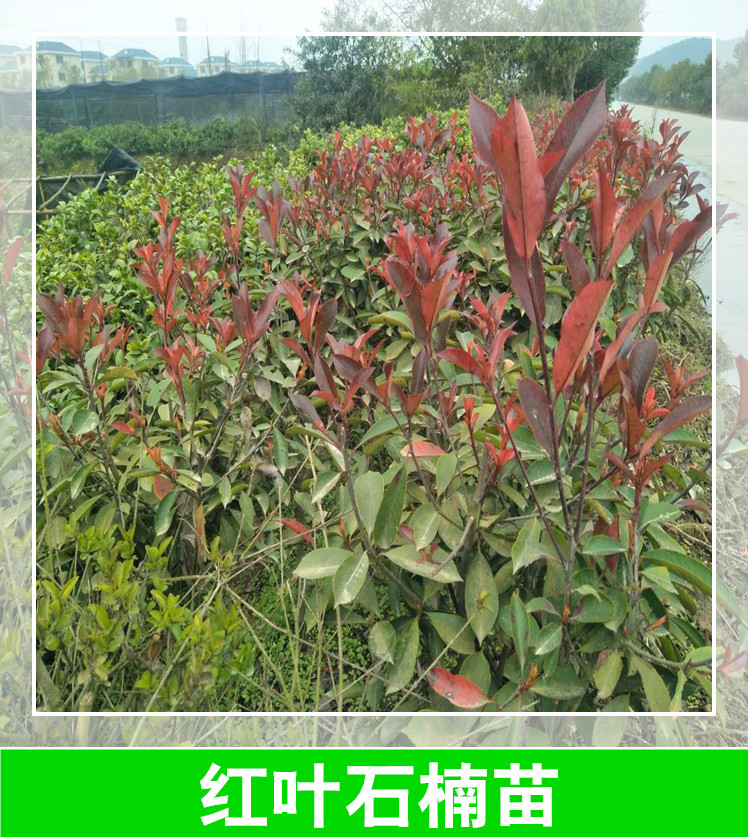 怀化红叶石楠苗种植基地，怀化红叶石楠苗价格/报价，怀化红叶石楠苗批发市场图片