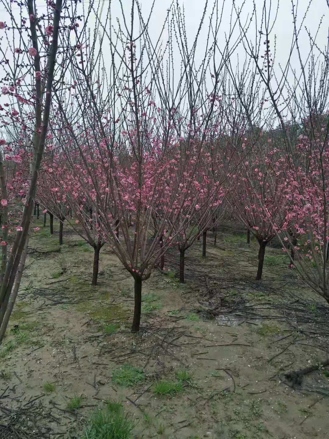 南京市浦口区卫岑娣园艺场供应-江苏南京红梅价格-江苏南京红梅基地/厂家图片