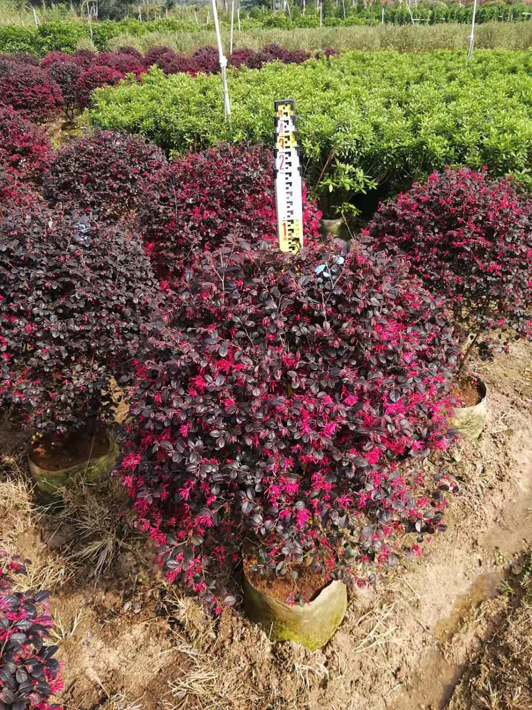 漳州市红花继木种植基地直销价格/优质供应商图片