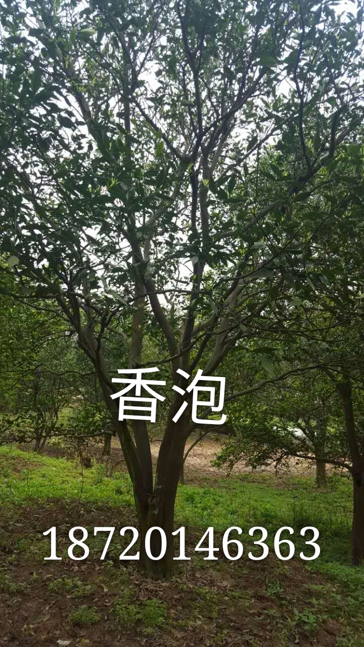 江西香泡种植|江西香泡苗木|江西香泡批发价格