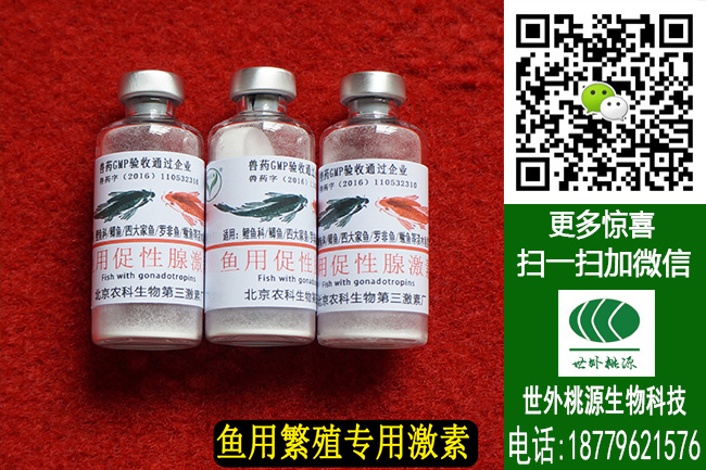 鲤鲢鳙鱼繁殖催产剂四大家鱼催产专用激素 鲤鲢鳙鱼繁殖催产剂 四大家鱼催产