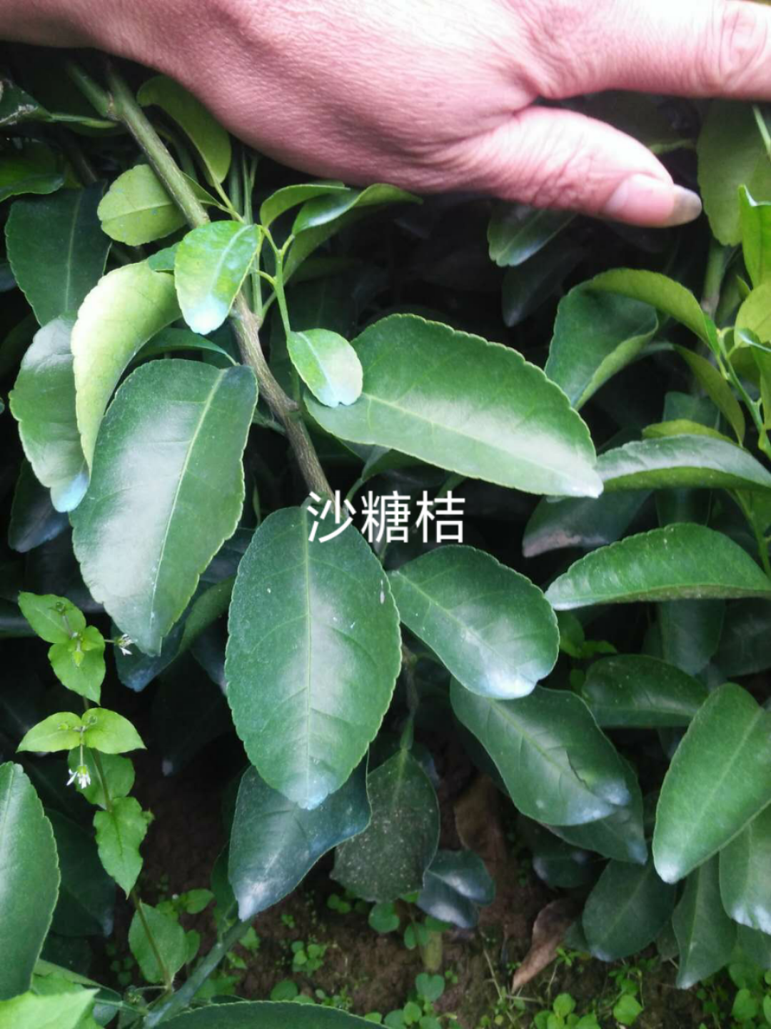 沙糖桔圖片/沙糖桔樣板圖 (4)