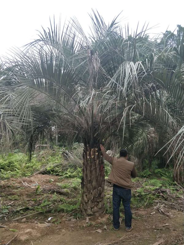 本苗圃基地常年供应绿化工程苗木-布迪椰子价格实惠