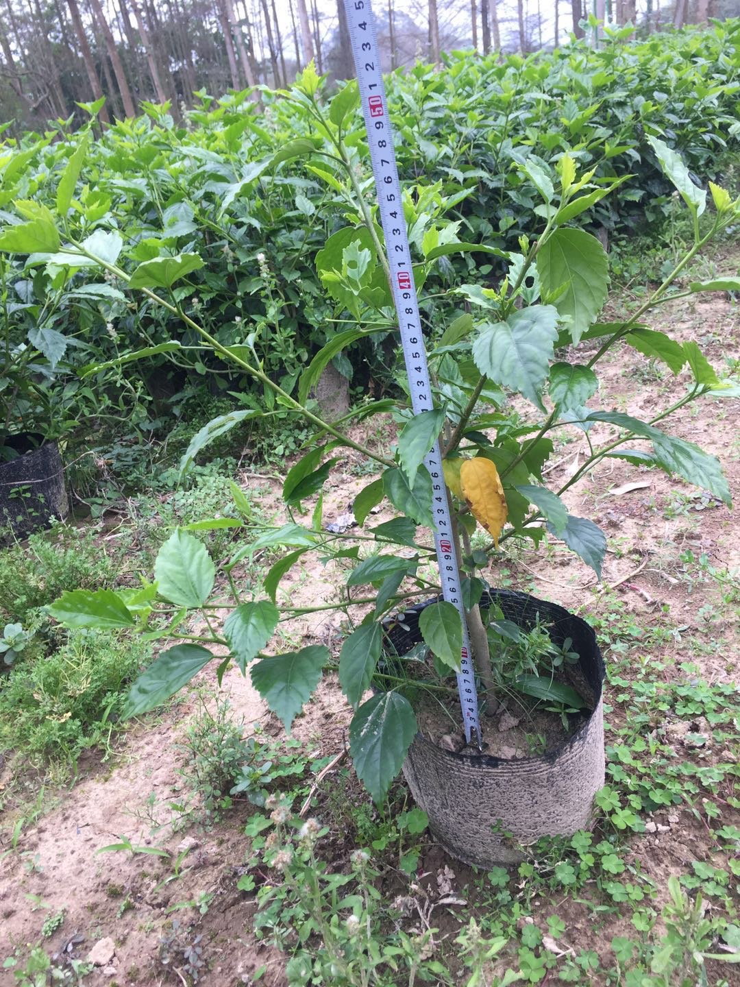 大红花青叶扶桑苗圃直销价格图片