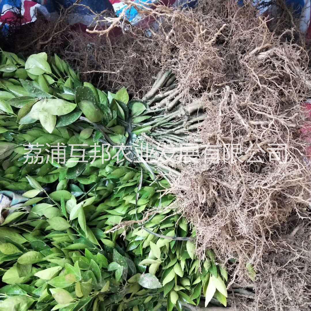 皇帝柑苗 皇帝柑苗种植技术 皇帝柑苗种植基地 广西皇帝柑苗 桂林皇帝柑苗图片